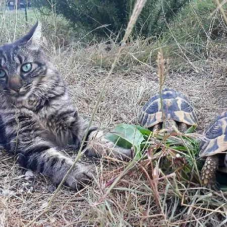 לינה וארוחת בוקר D'hotes L'odalyre