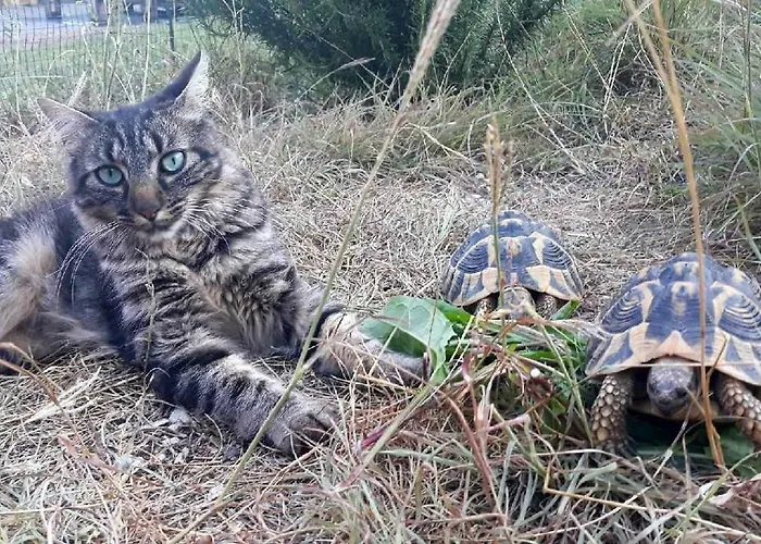 Couette-café D'hôtes L'odalyre